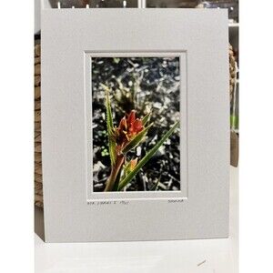 Original Photography 5X7 Picture Double Matted For 8X10 Frame